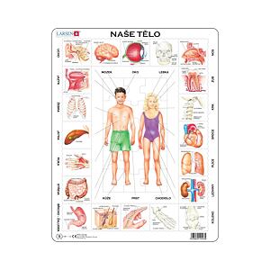 Dino Naše tělo EDU Puzzle 35 dílků