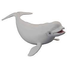 COLLECTA Bieluha severná