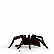 Schleich Aragog
