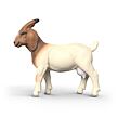 Schleich Burská koza