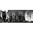 Ravensburger Panter, slon a lev 1000 dielikov Panorama Triptychon