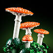 LEGO® Botanicals 11505 Lesné huby
