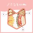 Babymoov Silikonový talíř ISY´PLATE Fox