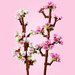 LEGO® 40725 Kirschblüten